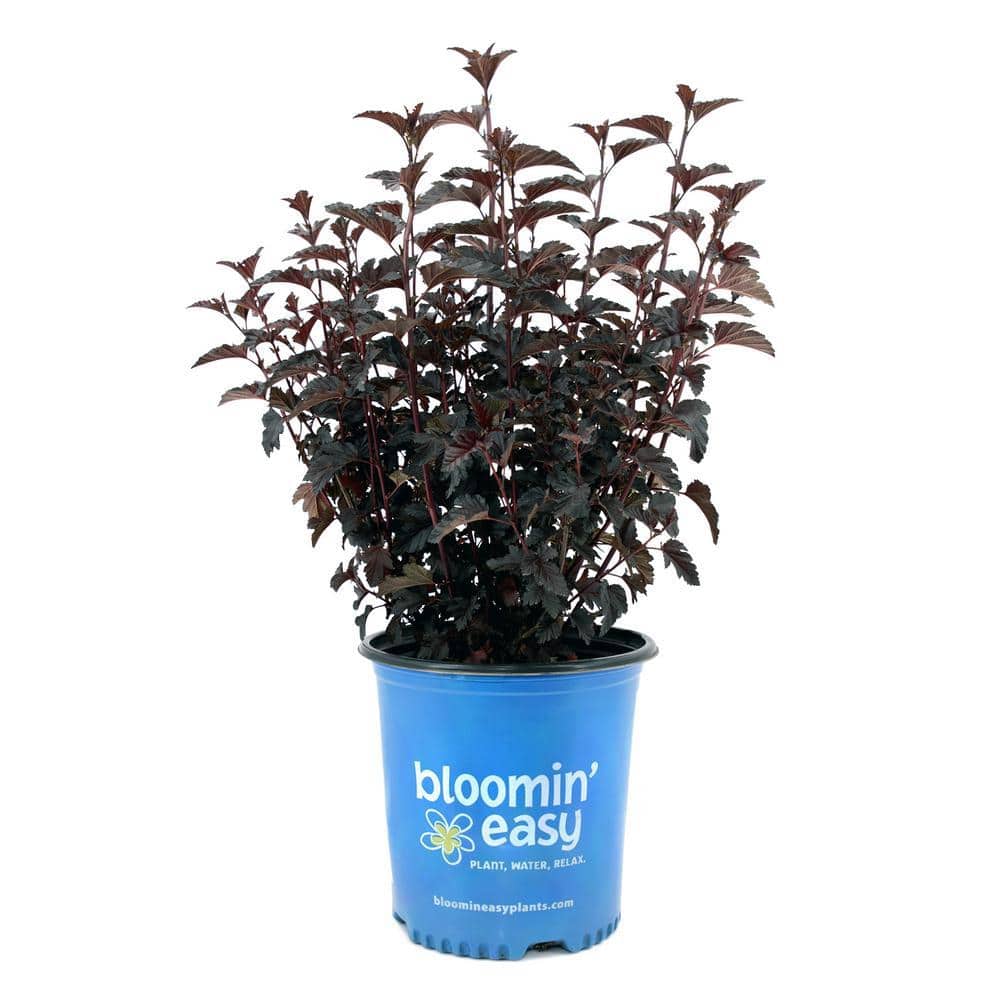 2 Gallon Panther Ninebark Shrub with Pink Flowers