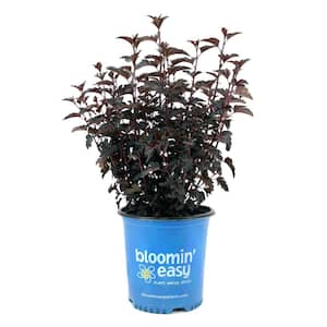 2 Gal. Panther Ninebark (Physocarpus) Live Shrub in Pink Flowers