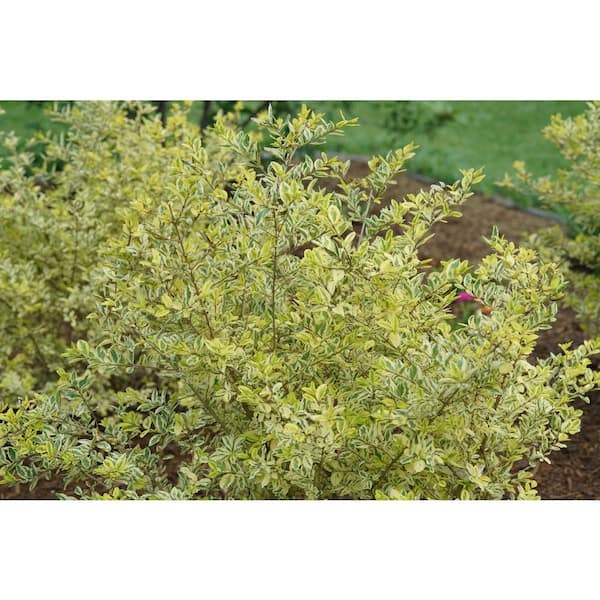 stone planters large Cloche Extra Large Planter main image 1