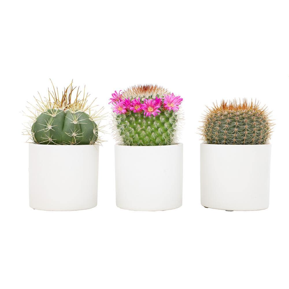 ALTMAN PLANTS 2.5 in. Assorted Cactus in White Matte Cylindrical