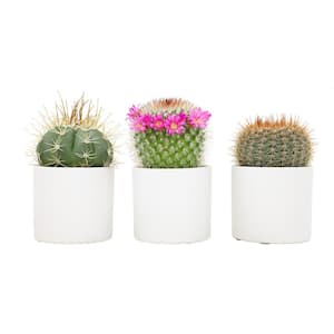 2.5 in. Assorted Cactus in White Matte Cylindrical Pot (3-Pack)