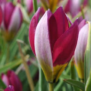 Tulips Persian Pearl Bulbs (Set of 25)