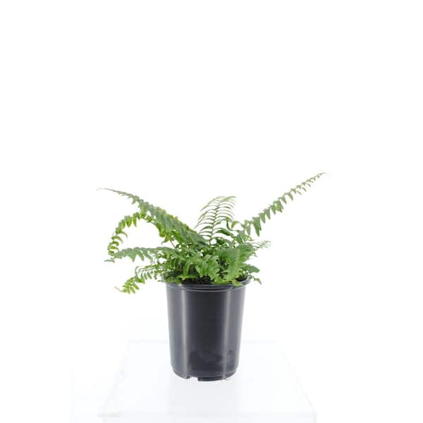 Unbranded Perennial Polystichum munitum Sword Fern 2.5 QT