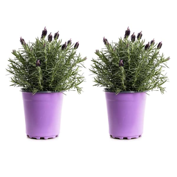 Unbranded 2.5-Qt. #1 Spanish Lavender Plant (2-Pack)