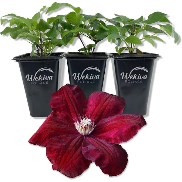 Clematis Rouge Cardinal 3-Live Starter Plants in 2 in. Growers Pots-Starter Plants-Rare Clematis