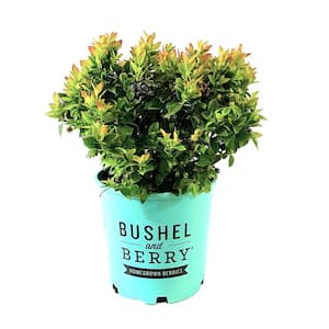 2 Gal. Bushel and Berry Jelly Bean Blueberry Live Plant with Traditional Flavored Berries