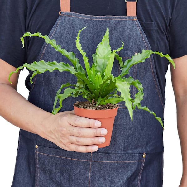 ears elephant plants Maui Gold Elephant Ear – Plant Detectives main image 0
