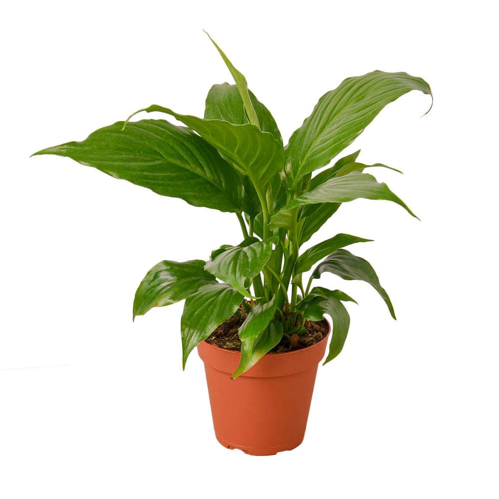 Spathiphyllum 'Peace Lily' (Spathiphyllum wallisii) Plant in 4 in. Grower  Pot 4_SPATHIPHYLLUM_GREEN - The Home Depot