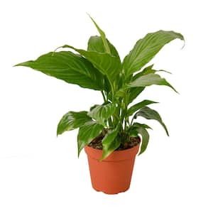 Spathiphyllum 'Peace Lily' (Spathiphyllum wallisii) Plant in 4 in. Grower Pot