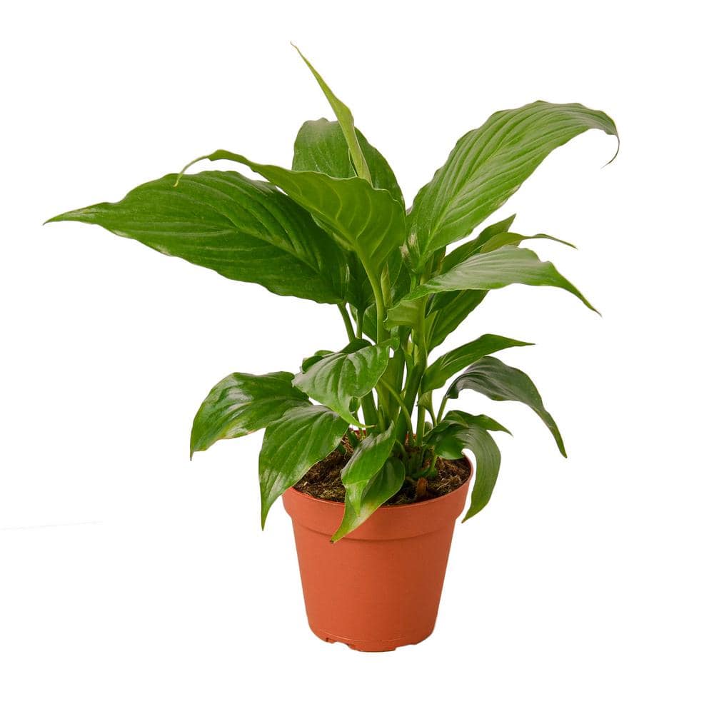 Spathy PPC INTERNATIONAL LLC Spathiphyllum 'Peace Lily' (Spathiphyllum ...