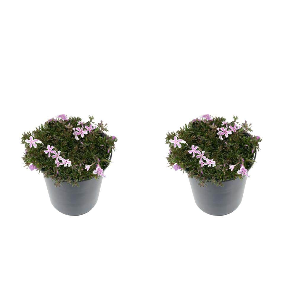 2.5 Qt. Perennial Phlox Subulata Candystripe (2-Pack)
