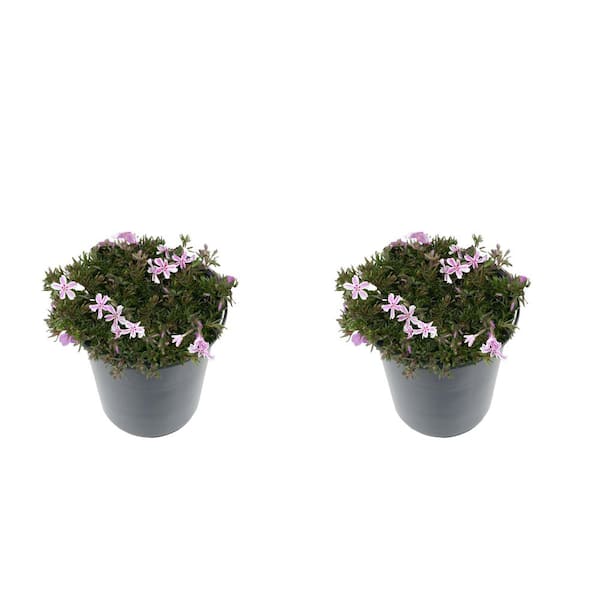 Unbranded 2.5 Qt. Perennial Phlox Subulata Candystripe (2-Pack)