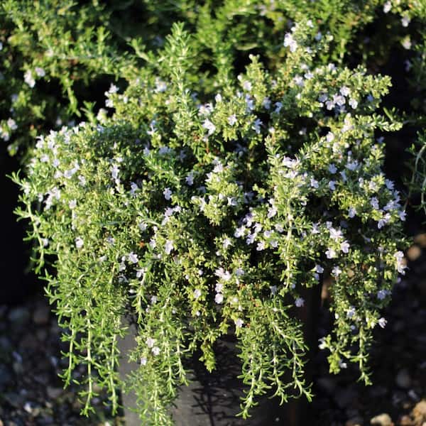 Alder & Oak #5 container Creeping Rosemary Plant