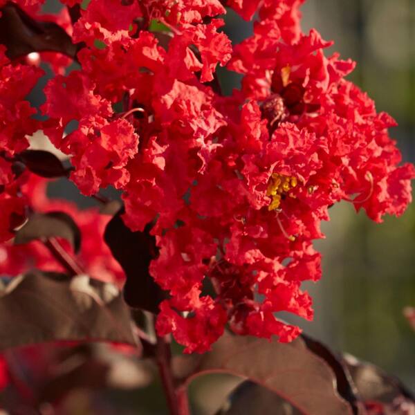 BLACK DIAMOND Best Red Black Diamond Crape Myrtle