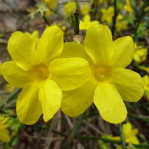 2.5 qt. Winter Jasmine Flowering Shrub with Yellow Flowers