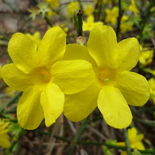 Yellow flowers