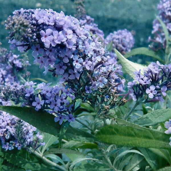 national PLANT NETWORK 3.25 in. Butterfly Bush Buzz Sky Blue Plant