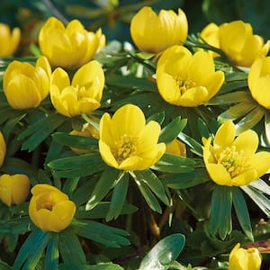 Eranthis Bulbs Winter Aconite (Set of 50)