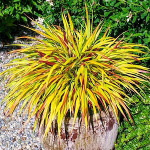 2.25 gal. Pot, Sunflare Hakone Ornamental Grass, Live Potted Deciduous Plant (1-Pack)