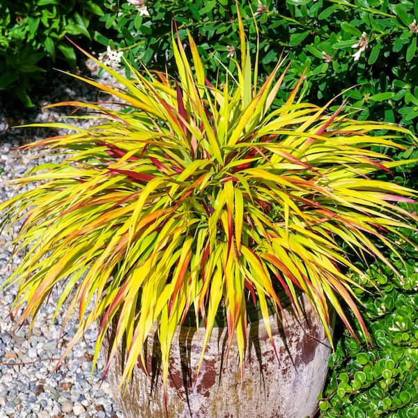 Spring Hill Nurseries 2.25 gal. Pot, Sunflare Hakone Ornamental Grass, Live Potted Deciduous Plant (1-Pack)