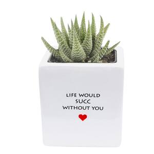 Grower's Choice Haworthia Indoor Succulent Plant in 2.5 in. Life Would Succ Ceramic Pot, Avg. Shipping Height 3 in. Tall