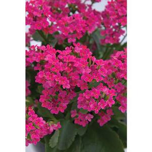 2.5 Qt. Kalanchoe Plant Pink Flowers in 6.33 In. Grower's Pot (4-Plants)