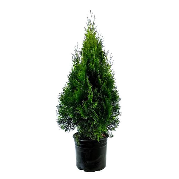 Unbranded 2.25 Gal. Emerald Green Arborvitae (Thuja) Live Evergreen Shrub