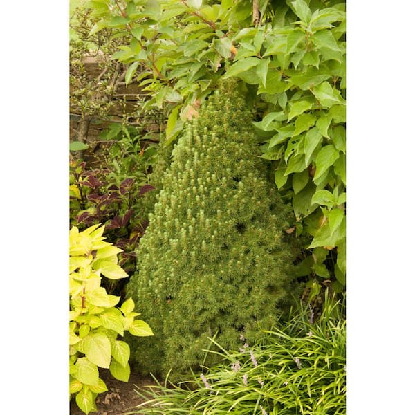 2.50 qt. Pot Alberta Dwarf Spruce (Picea), Live Evergreen Tree (1-Pack)