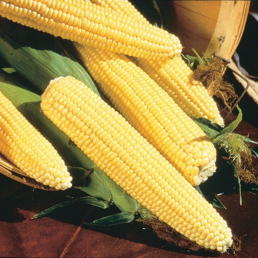 Gurney's 0.50 lb. Sweet Corn Northern Xtra Sweet Hybrid Seed Packet ...