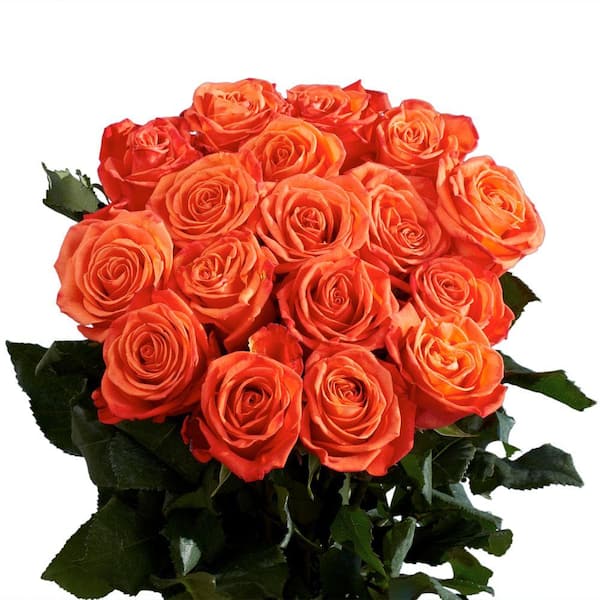 Globalrose Fresh Wholesale Orange Roses (75 Extra Long Stems)