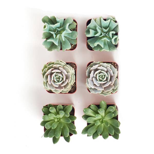 Shop Succulents Assortment of Hand Selected Fully Rooted Live Indoor Rose-Shaped  Succulent Multi-Plants (6-Pack) 6-ROSE-2IN - The Home Depot