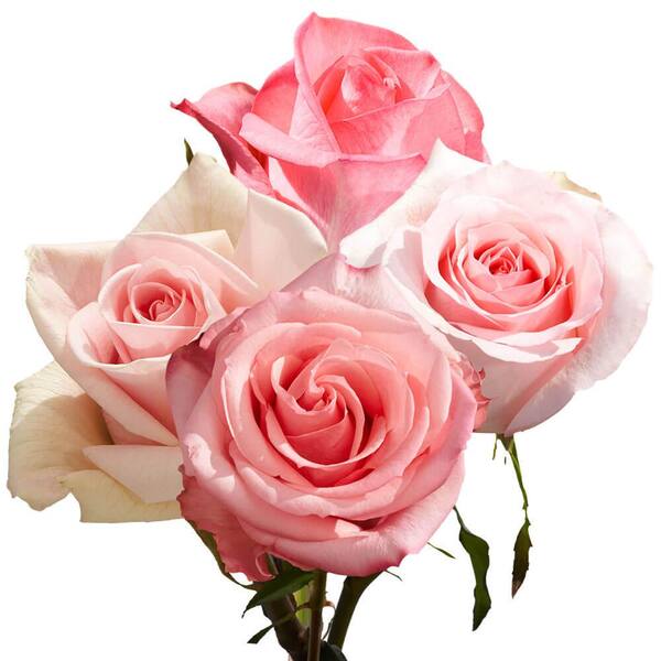 Globalrose 2-Dozen Pink Roses- Fresh Flower Delivery 1850500096619