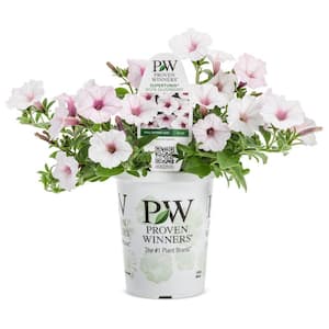 4.25 in. Grande Supertunia Vista Silverberry (Petunia) Live Plants, White & Pink Flowers white w/lavender vein (4-Pack)