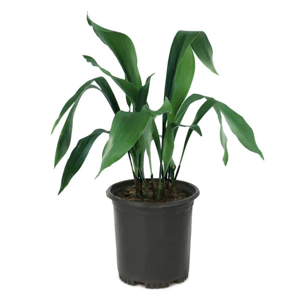 1 gal. Aspidistra Cast Iron Plant (2-Pack) price history on PriceWatchPro