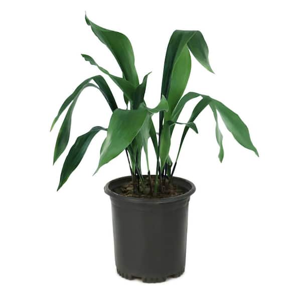 1 gal. Aspidistra Cast Iron Plant in Grower Container (2-Pack)