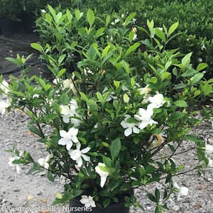 3 Gal. August Beauty Gardenia Evergreen Shrub with Double White Fragrant Flowers