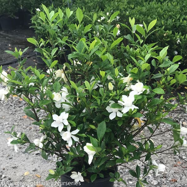 MCCORKLE 3 Gal. August Beauty Gardenia Evergreen Shrub with Double White Fragrant Flowers
