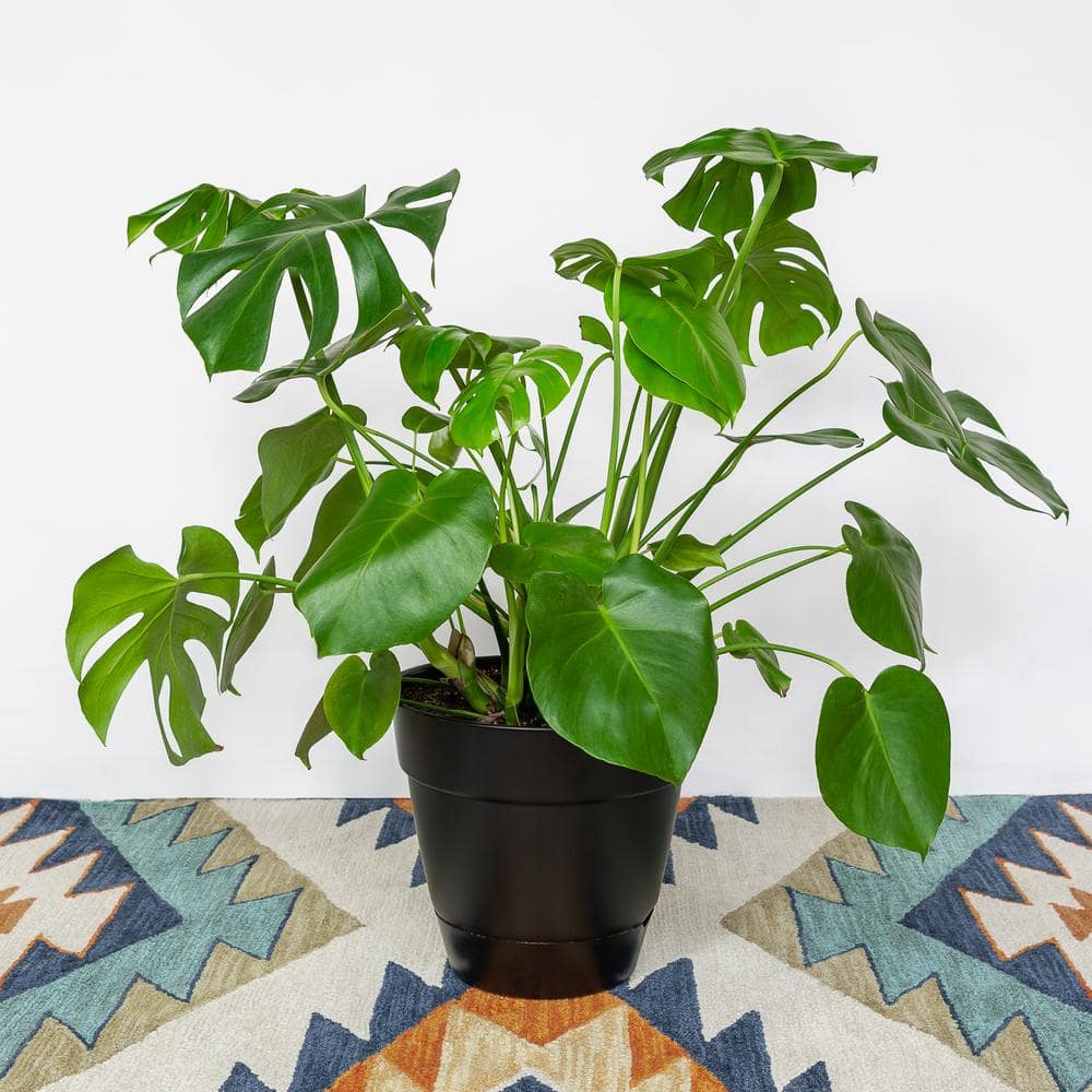 Monstera Swiss Cheese Indoor/Outdoor Plant in 10" Pot