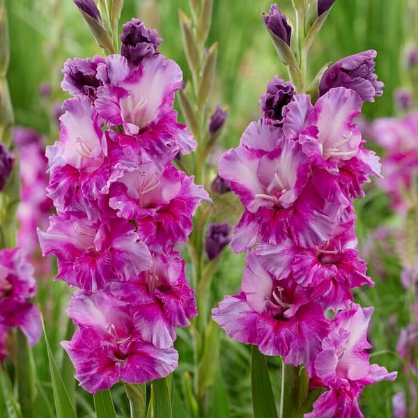 VAN ZYVERDEN Van Zyverden Gladiolus Large Flowering Purple Art Set of 12 Bulbs