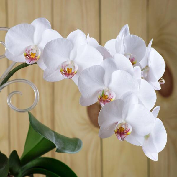 national PLANT NETWORK 5 in. Superior Multi-Stem Luminous