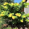 ornamental-trees-redsun05g-64.0