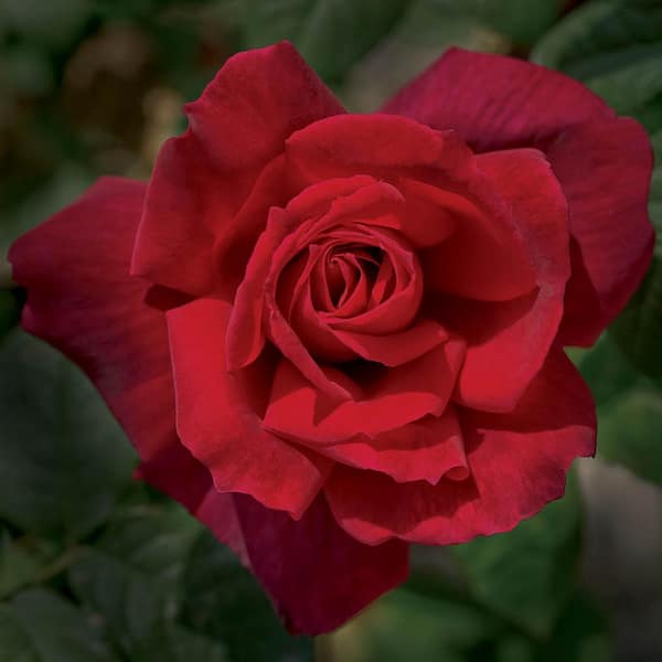 DIRECT GARDENING 3 Gal. Pot, Chrysler Imperial Hybrid Tea Rose Potted Flowering Shrub (1-Pack)