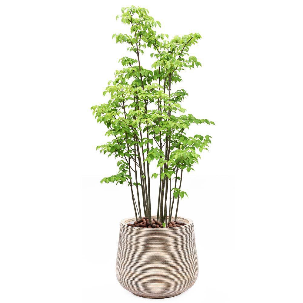 Distressed Tan and White Ribbed Round Planter
