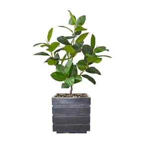 Real touch 60 in. fake Rubber tree in a fiberstone planter