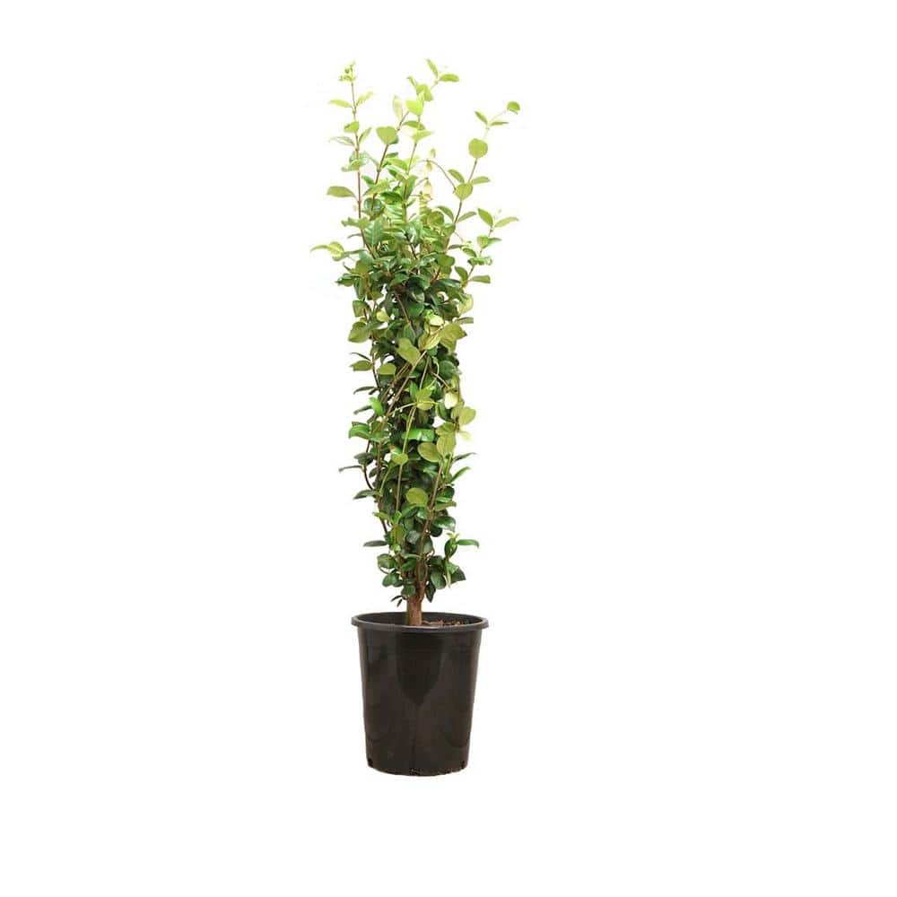 5 Gal. Staked Star Jasmine Evergreen Vine Plant