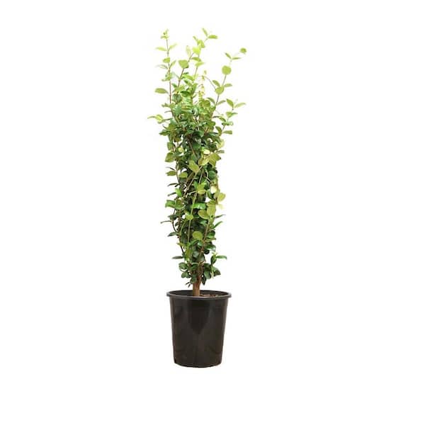 5 Gal. Staked Star Jasmine Evergreen Vine Plant