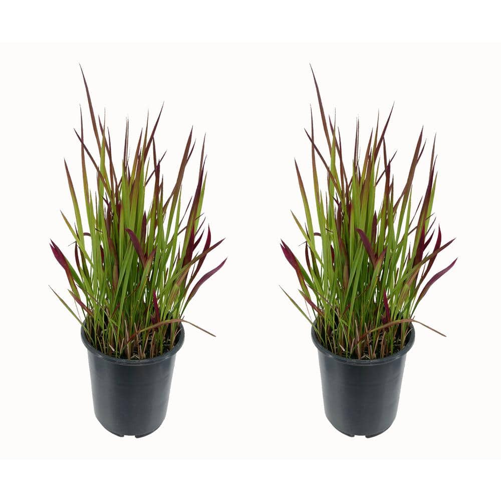 2.5 qt. Perennial Grass Hakonechloa Sunflare (2-Pack)