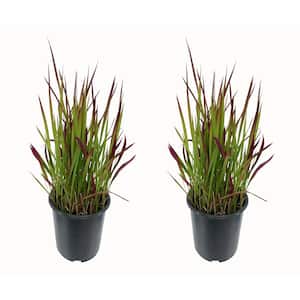 2.5 qt. Perennial Grass Hakonechloa Sunflare (2-Pack)