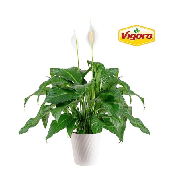 Spathiphyllum Peace Lily Indoor Plant in 12 in. Decor Pot, Average Shipping Height 36-42 in. Tall