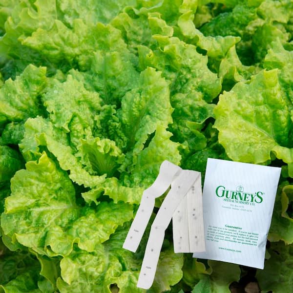 Gurney's Lettuce Black-Seeded Simpson (15 ft. Seed Tape)